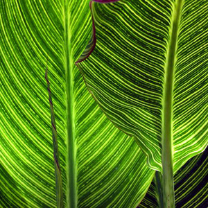 #22 Leaf Pattern